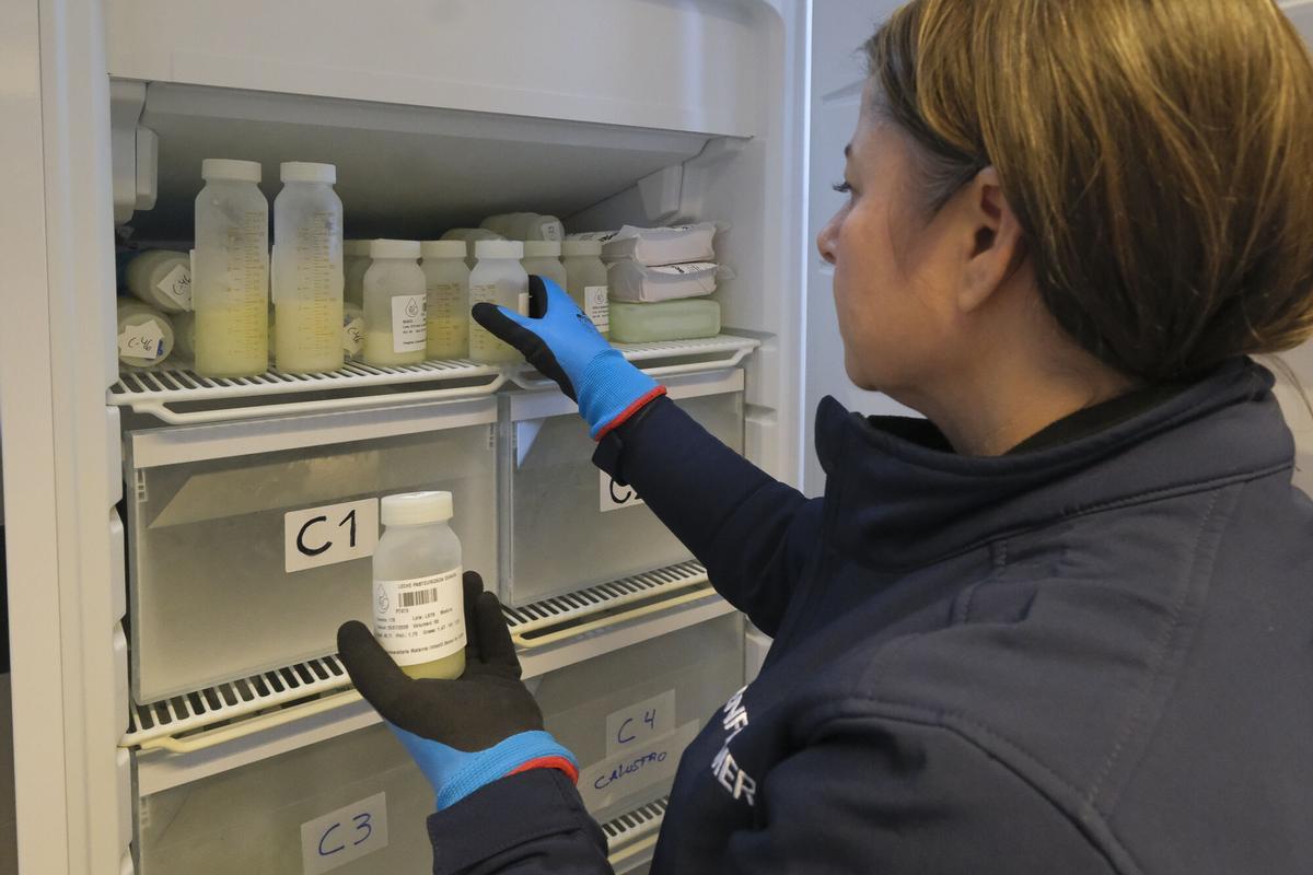 Banco de Leche del Materno Infantil en Gran Canaria Banco de Leche del Materno Infantil en Gran Canaria