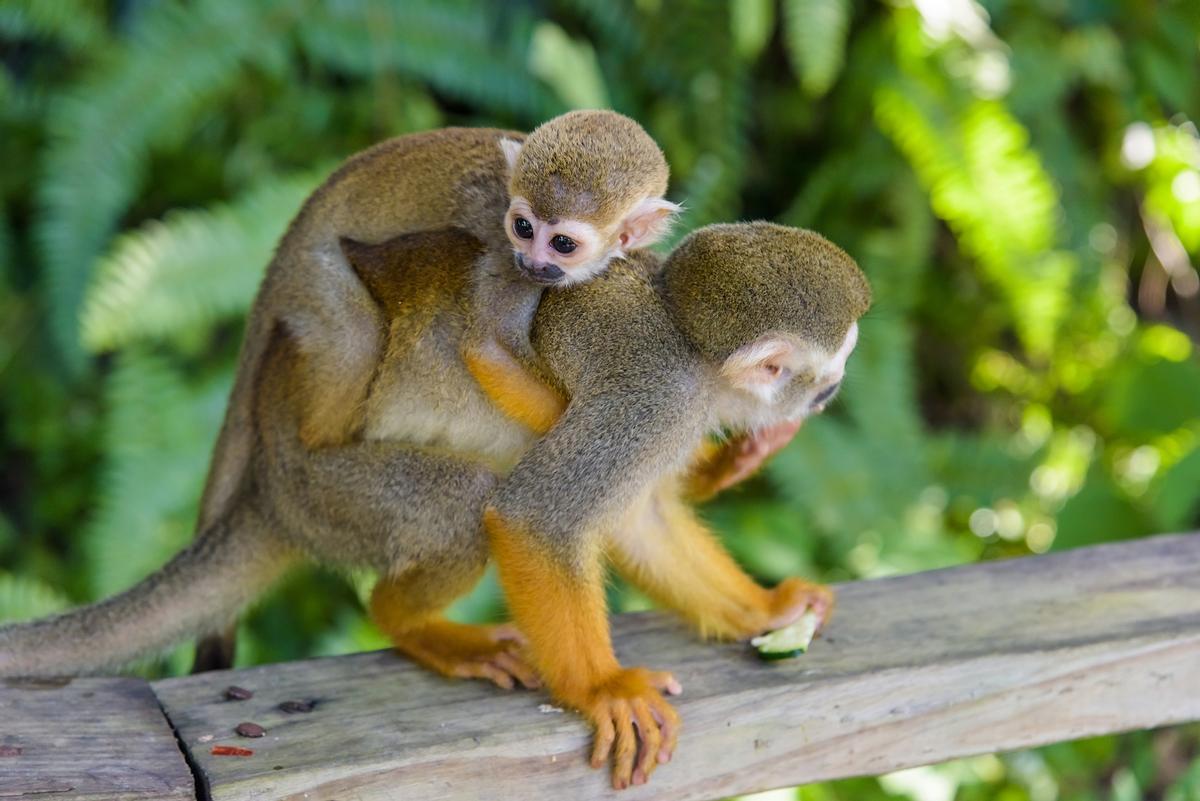 Los monos reciben a los visitantes de este curioso parque