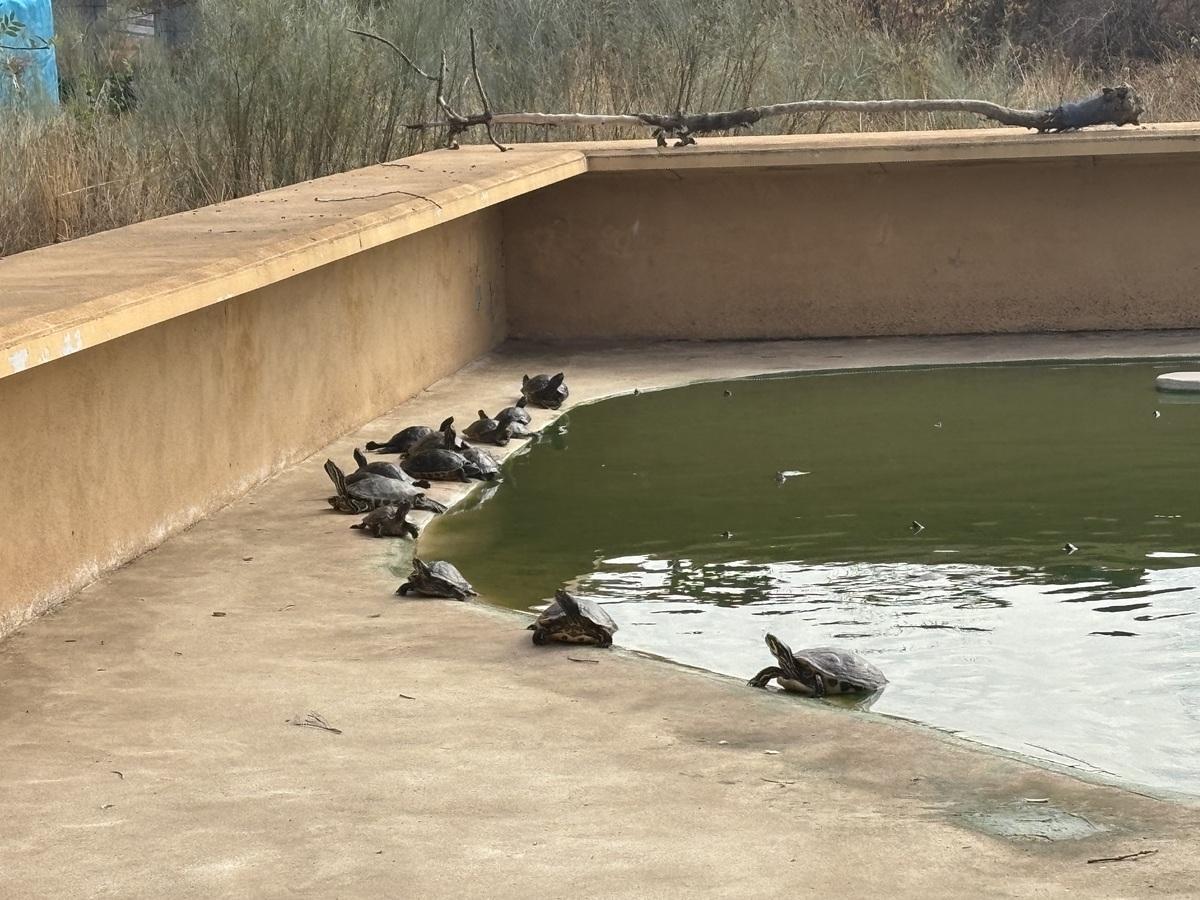 Ahora viven en su mejor momento, en un estanque de 300 metros cuadrados