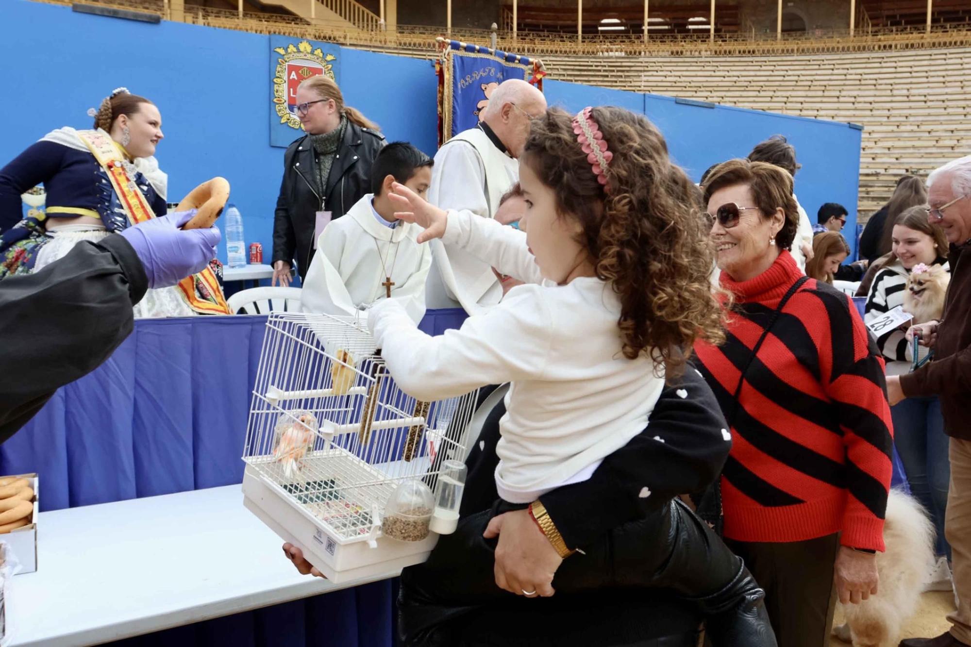 El Porrate de San Antón de Alicante culmina con la bendición de animales y llena de vida la Plaza de Toros