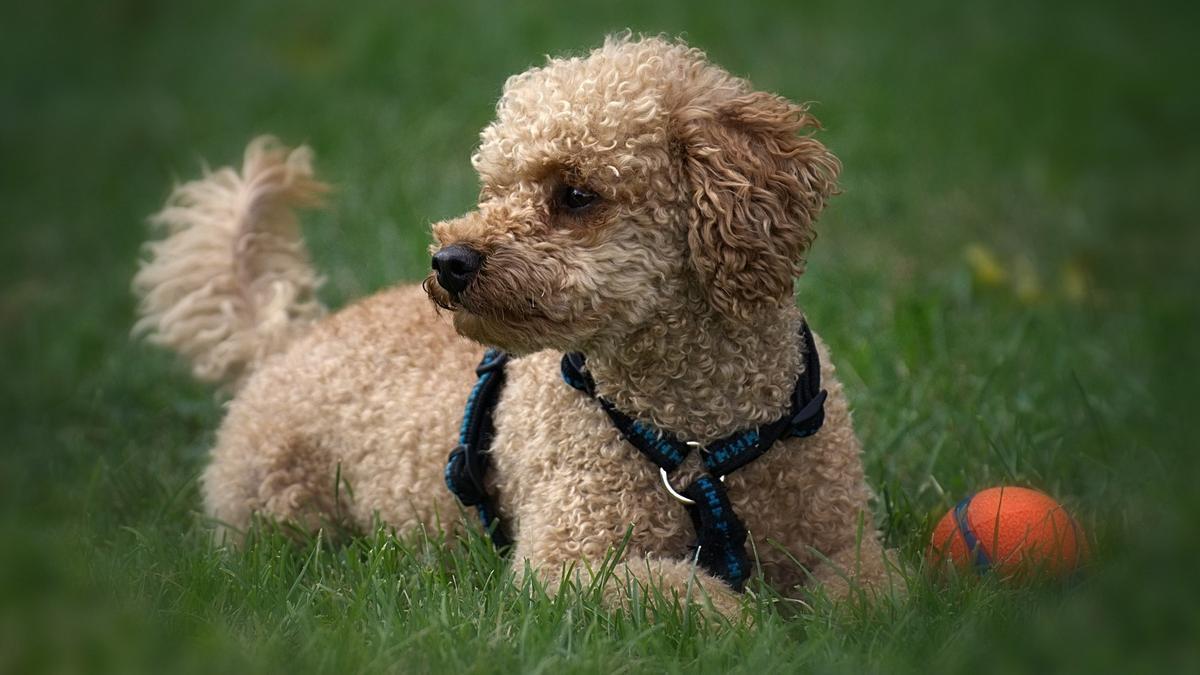 Un ejemplar de perro caniche