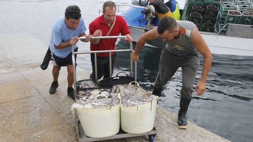 Un grupo de pescadores descarga pulpo en un puerto gallego.