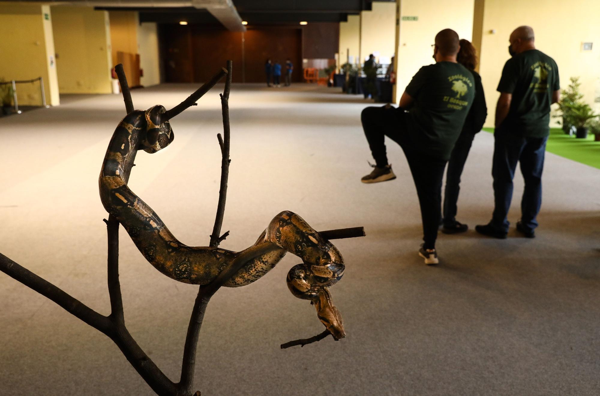 El recinto ferial acoge una nueva edición de Espacio Mascotas