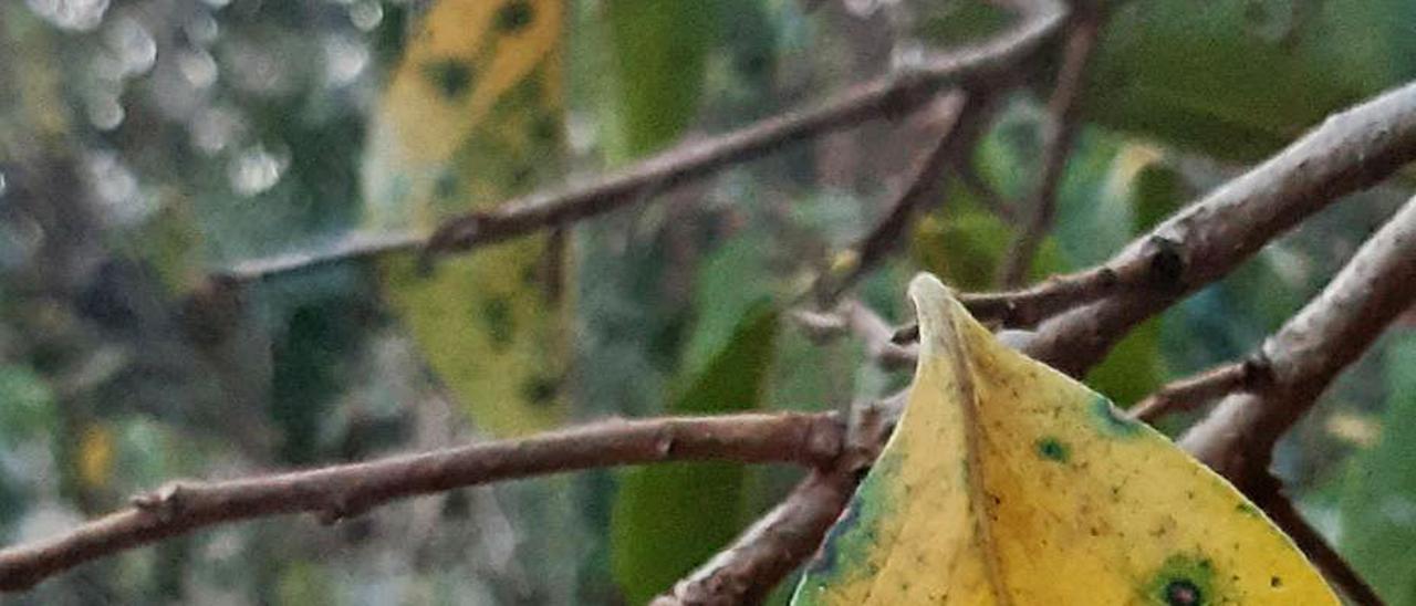 Un árbol afectado por el hongo del caqui. | AVA-ASAJA