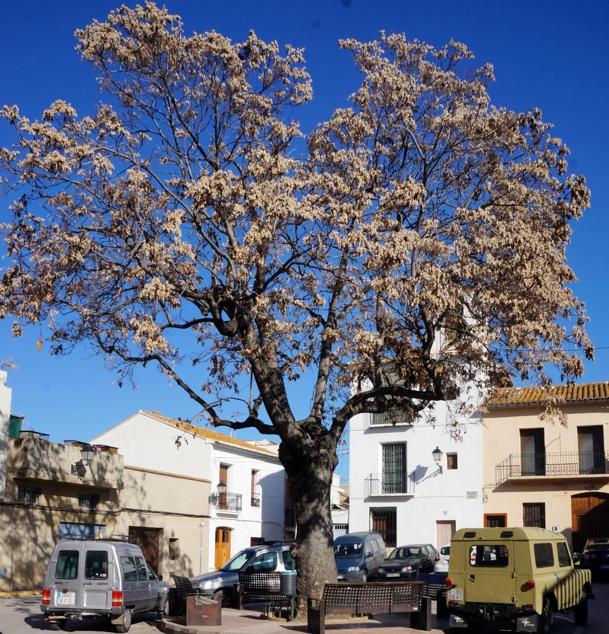 Asia era el árbol que persidía la plaza