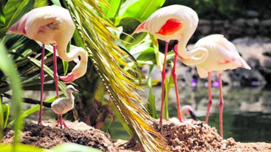 Imagen de la familia de flamencos donde se observa a una de las crías en el interior del nido, en el zoológico Oasis Wildlife, en La Lajita. | | E.D.