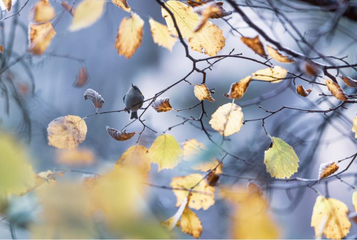 Somiedo, el concejo que retrata a los osos