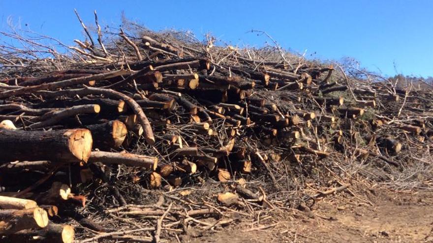 Talan los pinos carbonizados en La Granadella