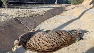 Atropellan al décimo lince ibérico del año en una carretera del entorno de Doñana