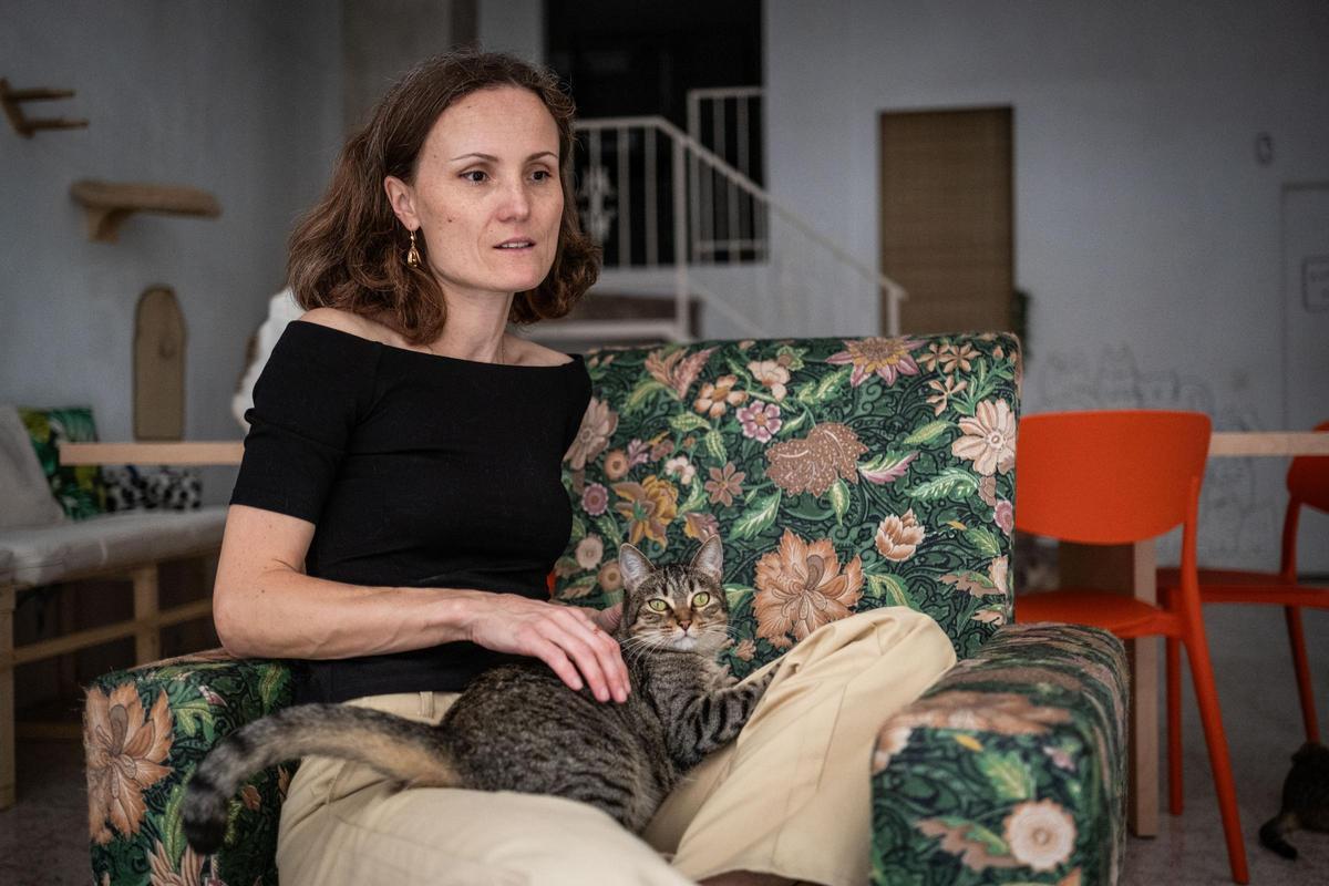 La gatería en Santa Cruz