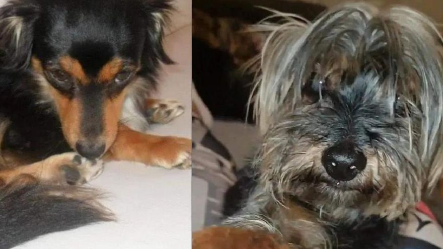 Another dog dies after jumping off the balcony terrified by fireworks