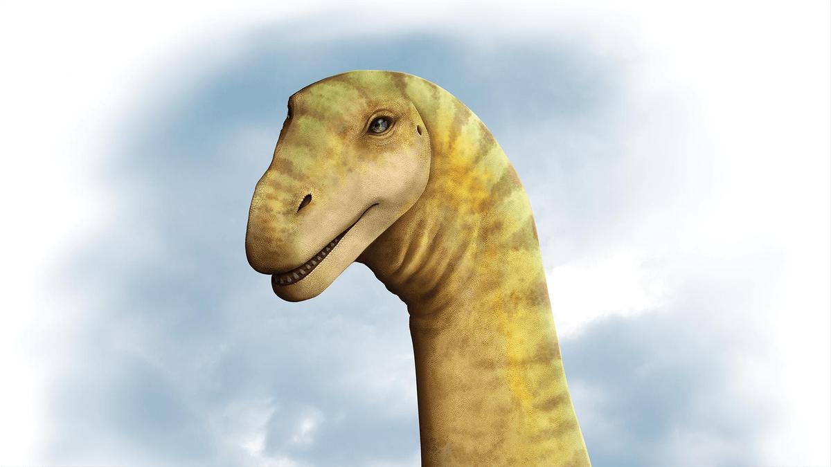 Cabeza de dinosaurio de la especie Diamantinasaurus matildae.