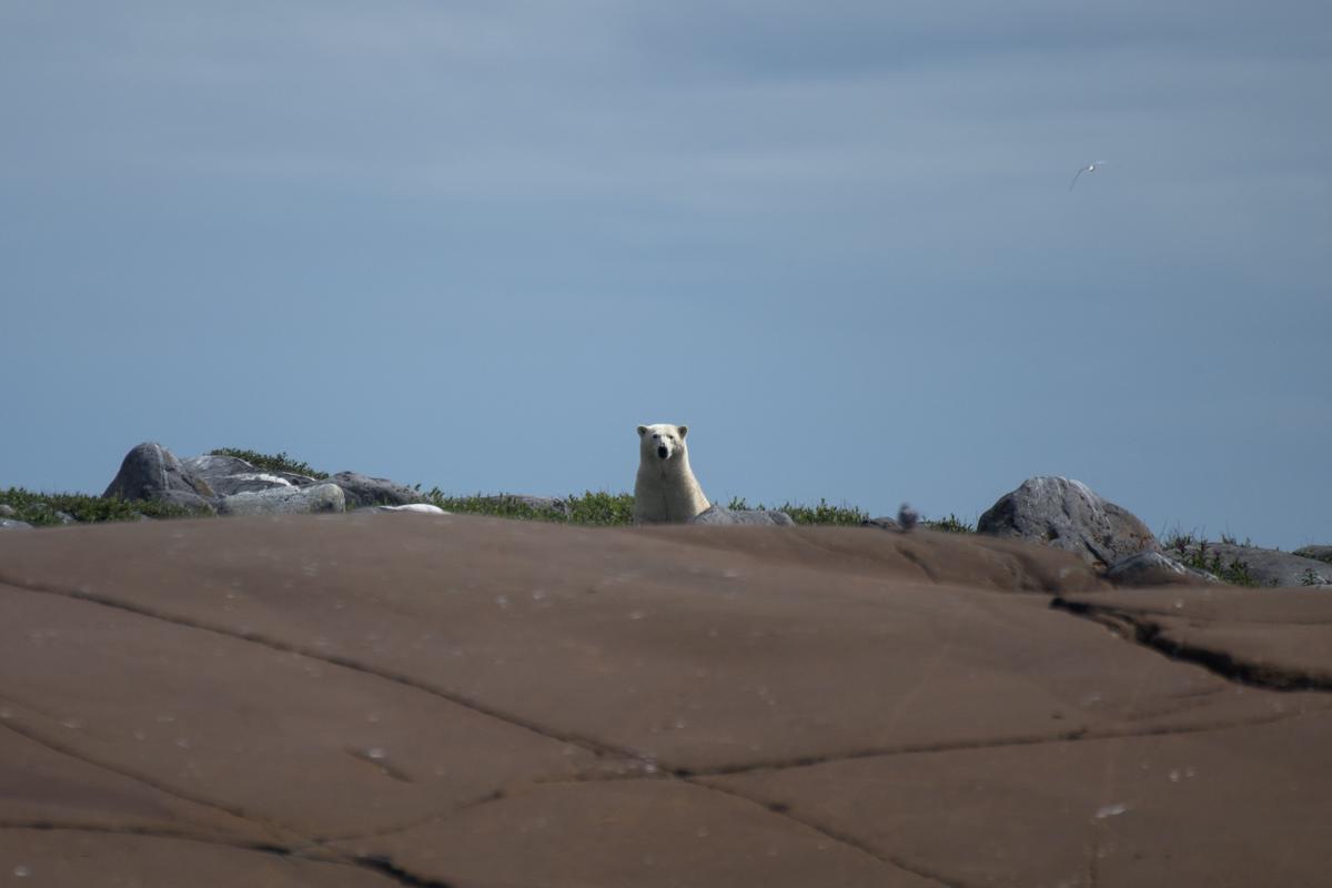 Así viven los osos polares en Hudson Bay, cerca de Churchill (Canadá).