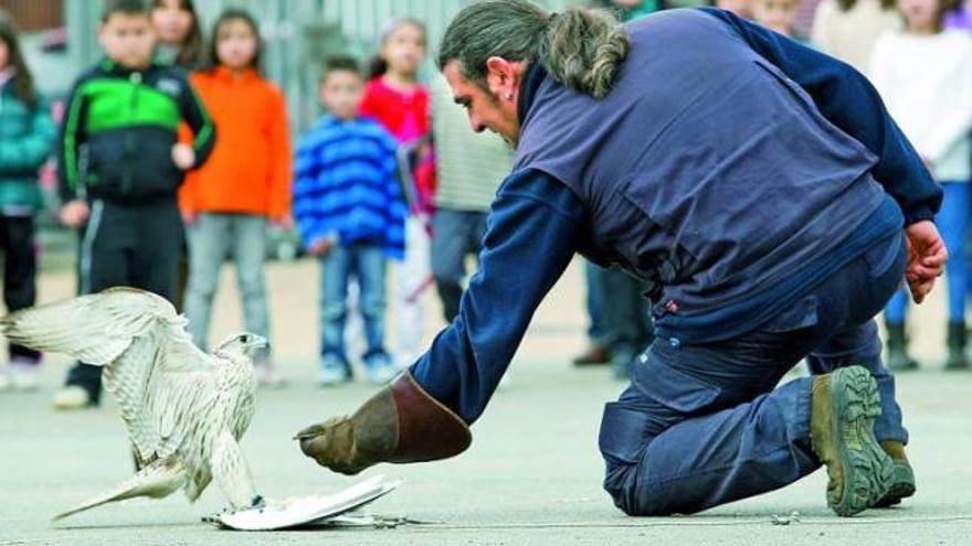 Los alumnos del Colegio Público Guillén Lafuerza, al fondo del patio, observan al halcón y su adiestrador preparando el vuelo. | luisma murias