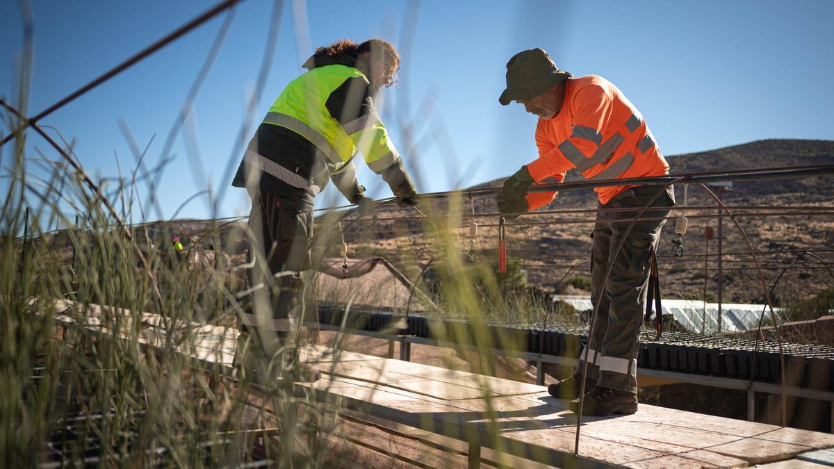 Reforestación y conservación en el Parque Nacional del Teide