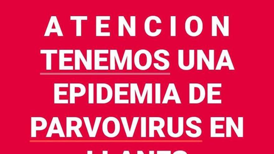 Alertan de una epidemia contagiosa que afecta a los perros en el oriente de Asturias