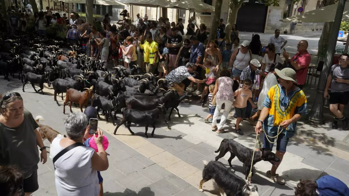 Més de cent cabres es passegen per Manresa: la ciutat reviu la transhumància