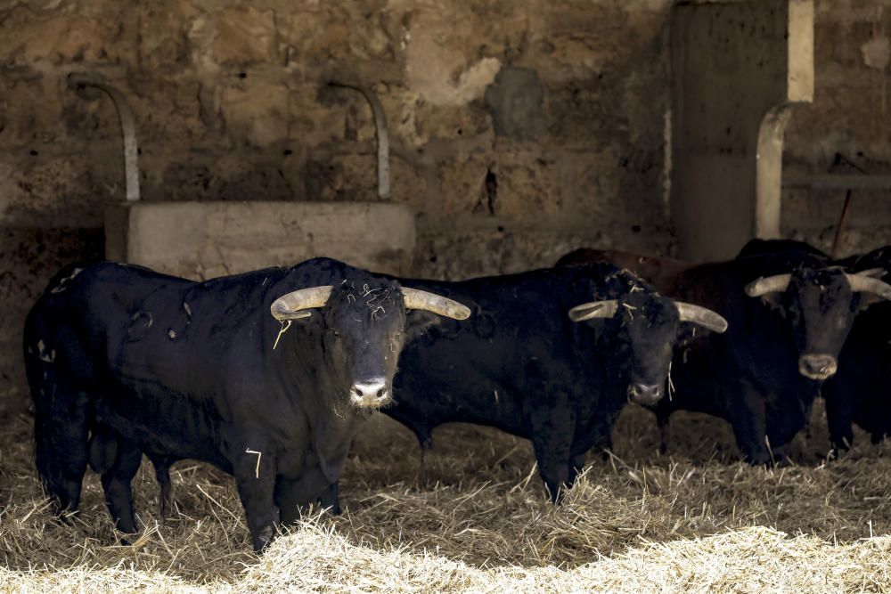 Llegan los toros para la corrida  del 90 aniversario del Coliseo balear