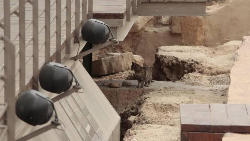 ZeC repara los daños del Teatro Romano originados por los gatos