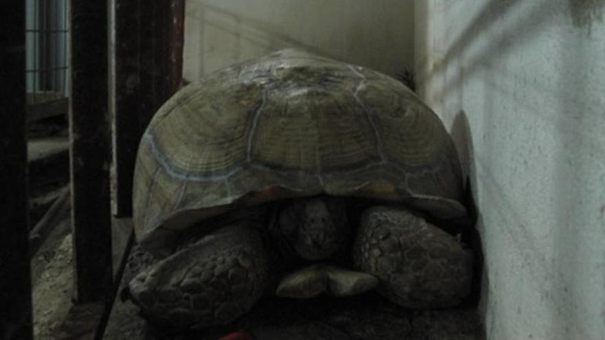 La tortuga hallada en Bigastro