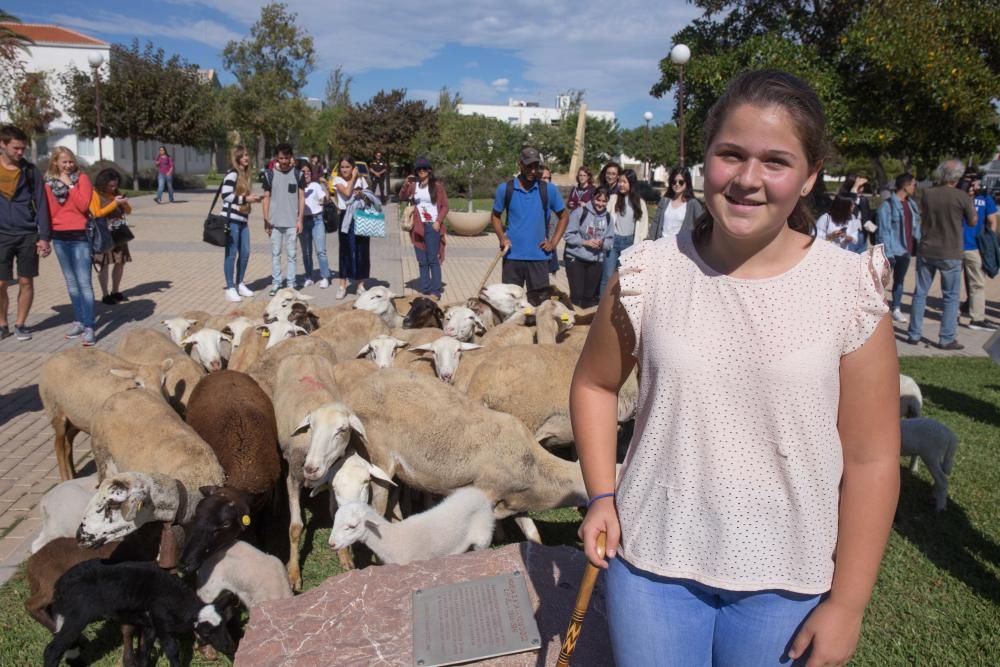 Ovejas por la Universidad