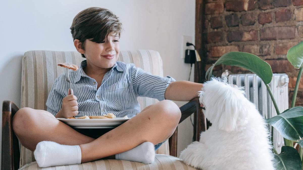 Estos son los consejos para que tu perro deje de pedirte comida.