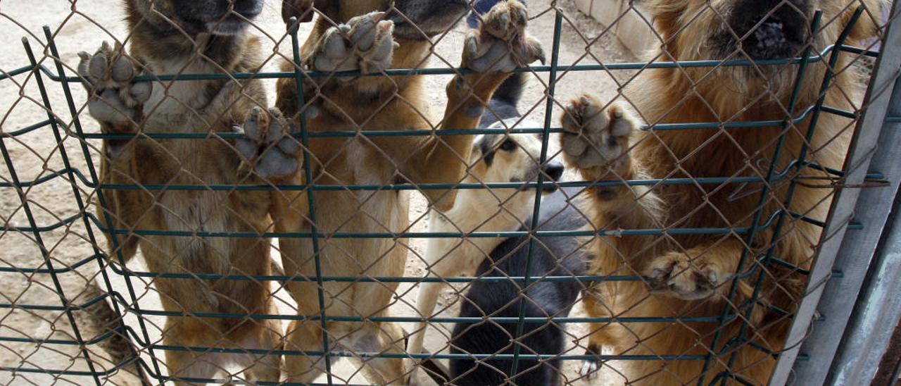 Perros acogidos en una protectora en una imagen de archivo.