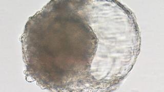 Implantan en monos embriones creados en laboratorio con células madre