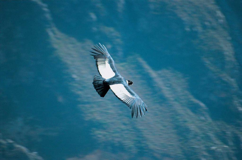 Vuelo del cóndor, Cañón del Colca