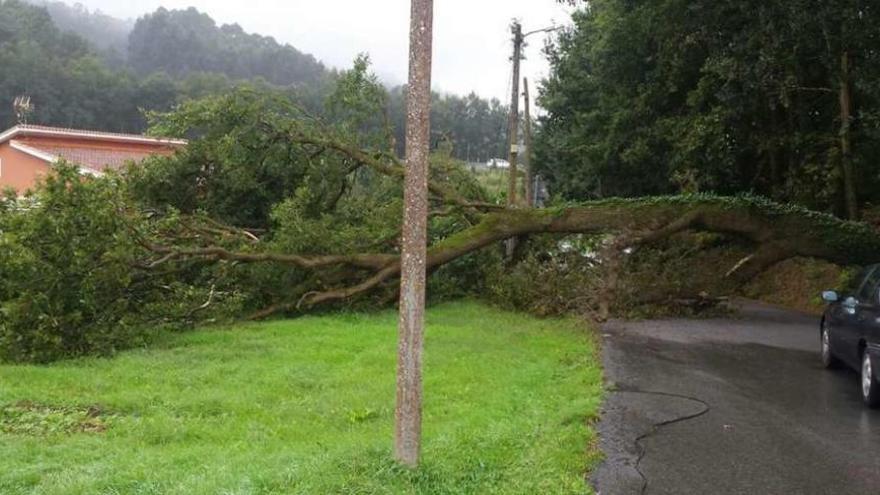 Corte de luz, teléfono y calle por un árbol en Nós