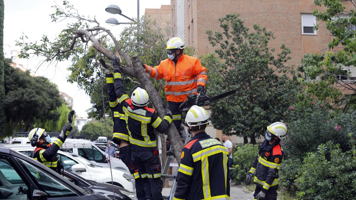 Intervención de los bomberos de València en la caída de un árbol.