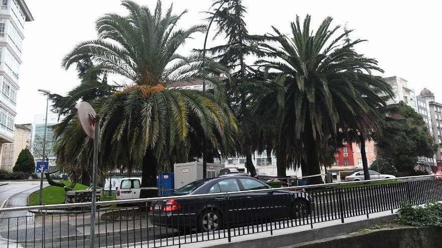 Zona de palmeras en Alfonso Molina, junto a Santa Lucía, donde un ejemplar ha sido colonizado por el picudo.