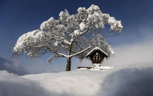 Un árbol cubierto de nieve en un día soleado de primavera