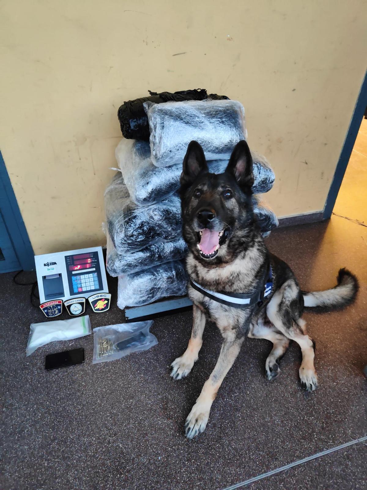 El perro de la Unidad Canina de la Policía Local junto a la droga intervenida en Alicante.