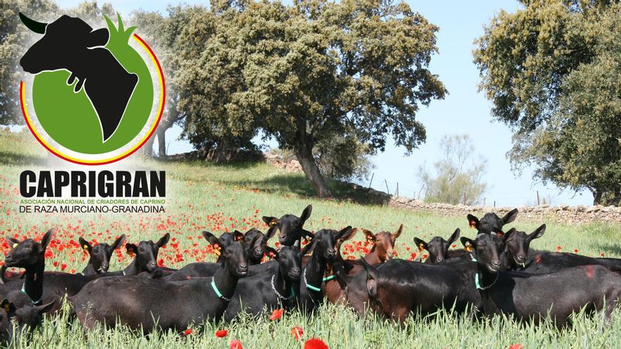 Caprigran: más de un centenar de ganader@s ya confían en nosotros. ¿Nos acompañas?