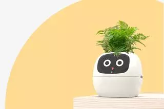 Este macetero inteligente ‘da vida’ a tus plantas y te avisa cuándo regarlas
