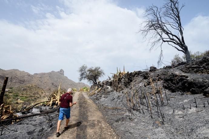 Restos del incendio en la cumbre  | 25/08/2019 | Fotógrafo: Tony Hernández