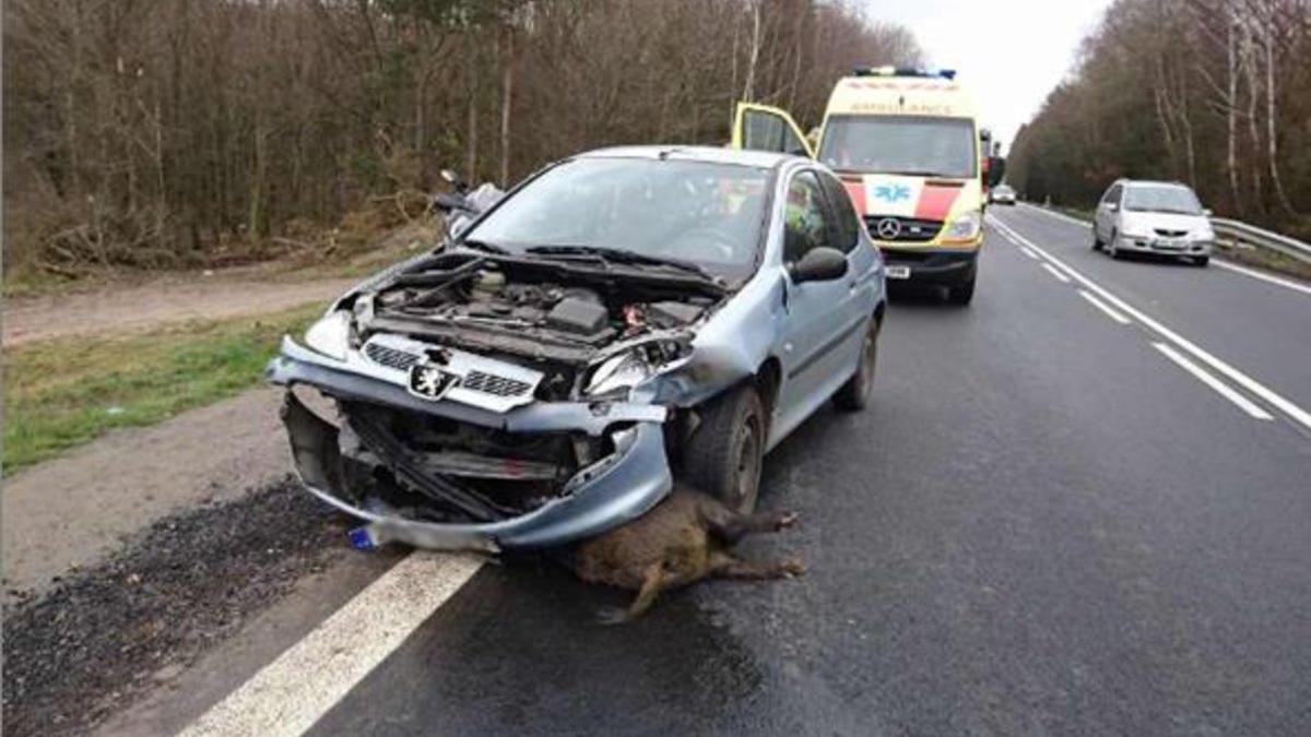 Colisión de un coche con un jabalí en una carretera catalana