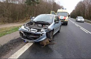 Récord de choques con fauna salvaje en carretera