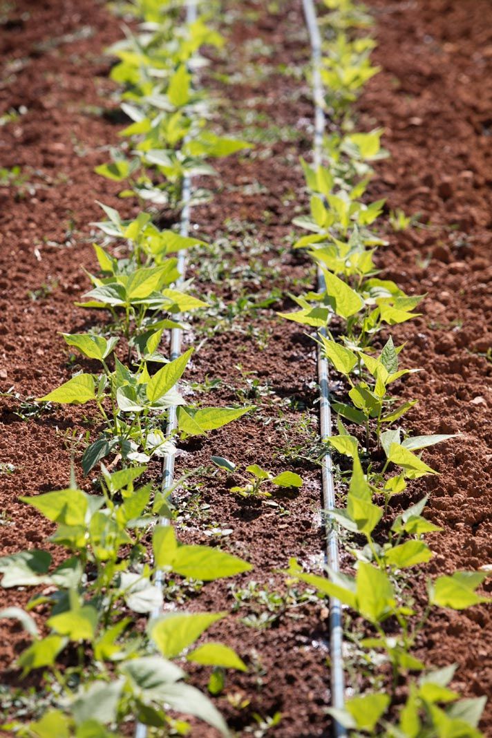 Finca ecológica Tierra de Ibiza