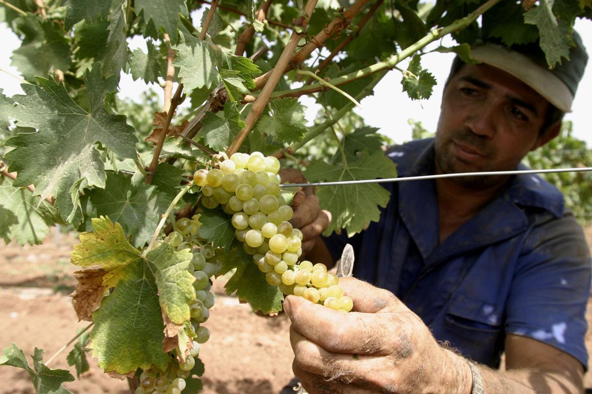 VENDIMIA EN MOLLINA. Vendimia. Vendimiadores. Racimos de uvas moscatel. Campo, vides