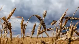 ¿Por qué el acuerdo del grano entre Rusia y Ucrania es vital para el mundo?