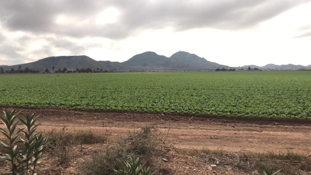 Una de las fincas agrícolas denunciadas