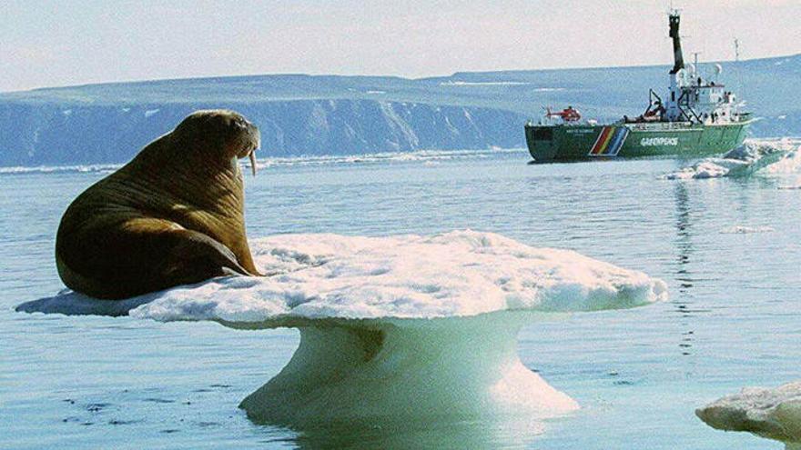 Una morsa a l&#039;Àrtic el 1999, en una imatge de Greenpeace.