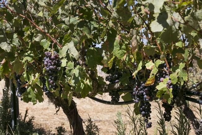 VENDIMIA EN TEJEDA