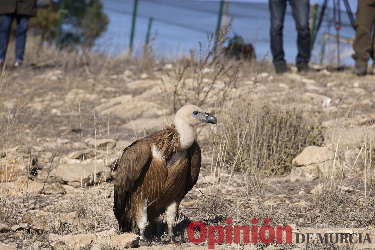 Suelta de dos buitres leonados en la Sierra de Mojantes en Caravaca