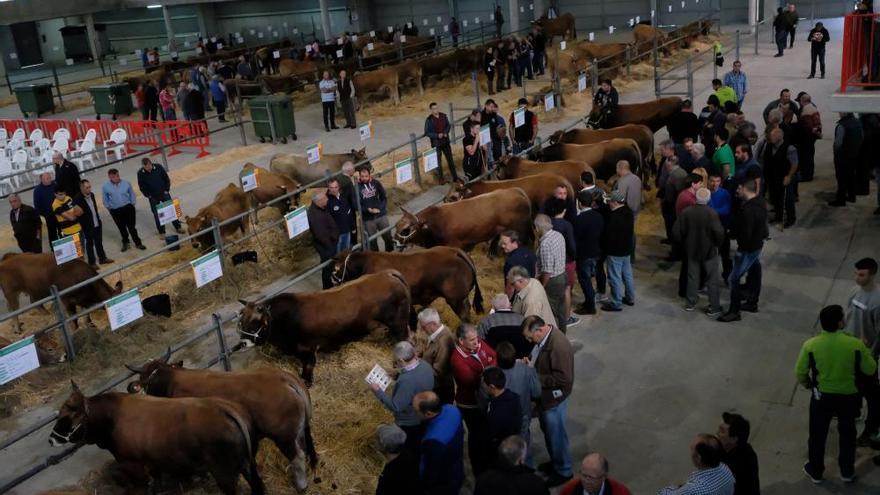 Mercao de ganado en Mieres