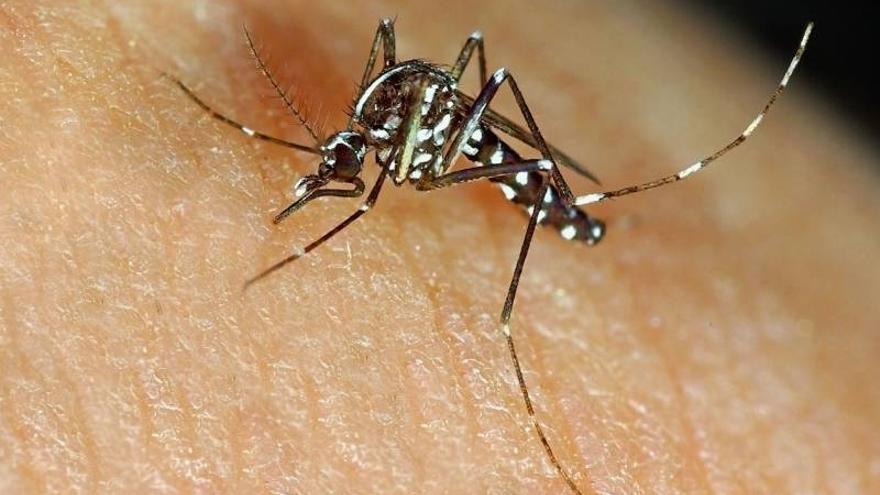 Detectan 54 nuevos focos de mosquito tigre en tan solo 7 días