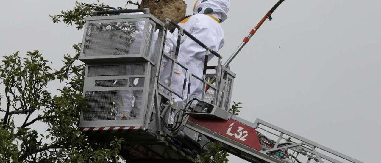 Operarios de Tragsa eliminan un nido en Gondomar en una imagen de archivo. // José Lores