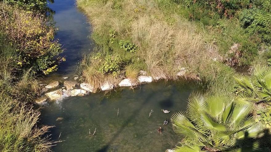 Un río Guadalmedina poblado de patos